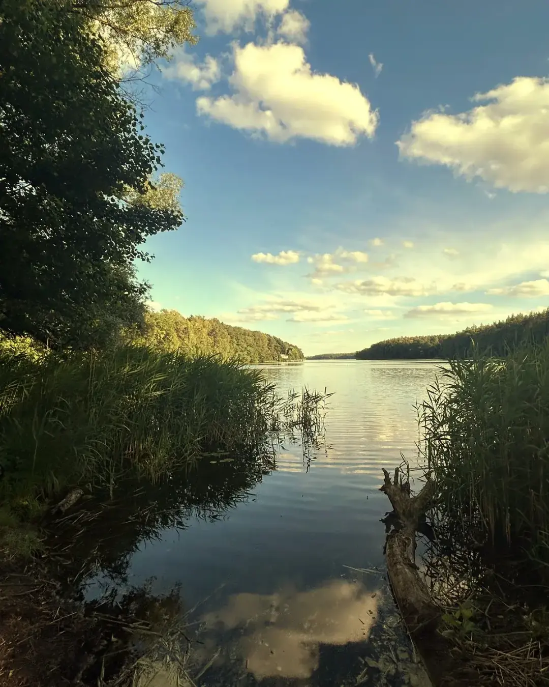 A calm lake at golden hour: a quiet opening through the reeds onto open water.